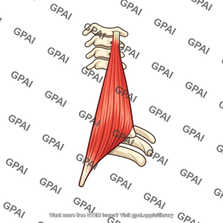 Scalene muscle