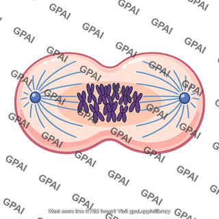 Cell undergoing mitosis
