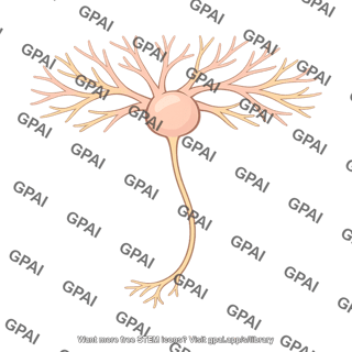 Retinal m ganglion cell