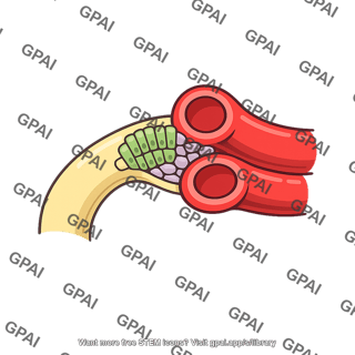 Juxtaglomerular complex