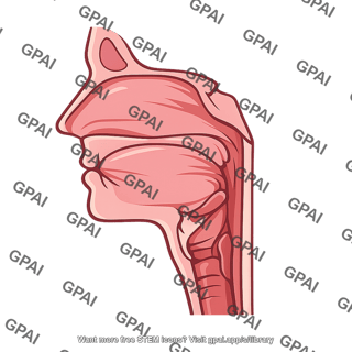 Pharynx closed