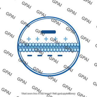 Electrical potential lumen negative