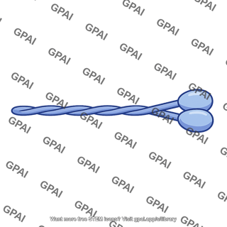 Myosin