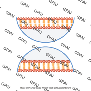 Semicircle membrane bilayer 2