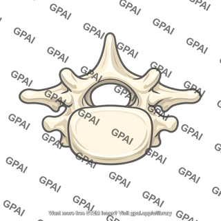 Vertebra