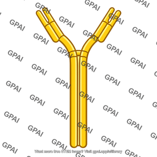 Ige antibody