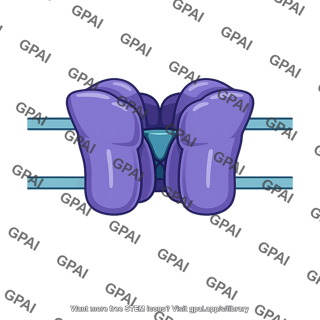 Voltage gated potassium channel resting