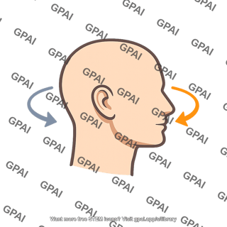 Head rotation