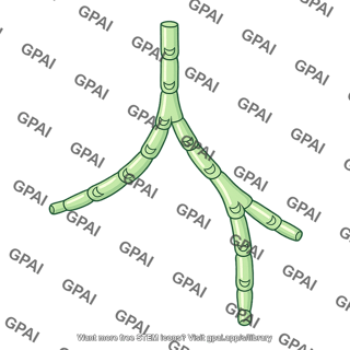 Lymphatic vessel