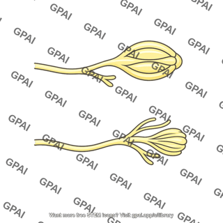 Specialized sensory receptor