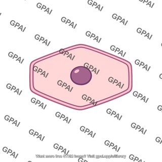 Epidermal cell