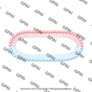 Membrane bilayer x long filled vesicle stage 2