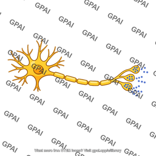 Neuron secreting norepinephrine