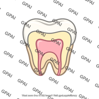 Tooth cross section