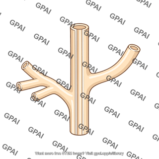 Glandular duct