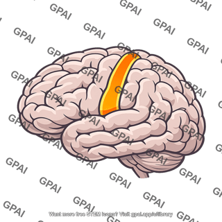 Primary motor cortex
