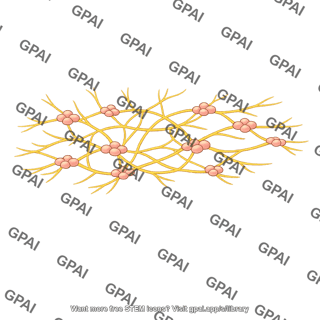Meissner nerve plexus