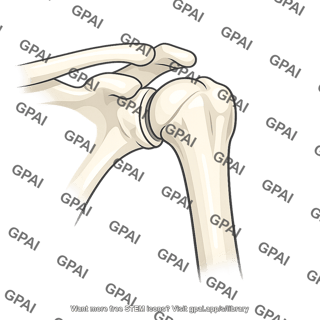 Shoulder joint bones