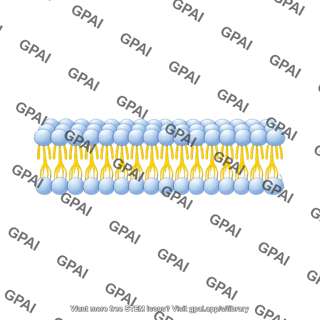 Membrane phospholipid bilayer short