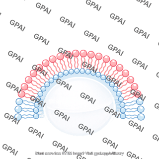 Membrane bilayer arc filled vesicle stage 4