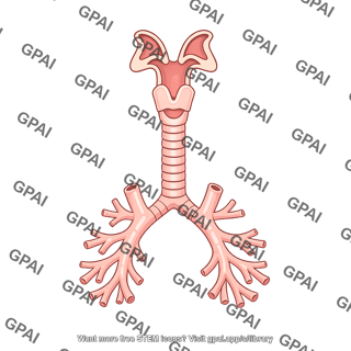 Respiratory tract