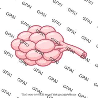 Mammary lobule