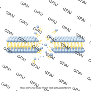 Membrane phospholipid bilayer medium