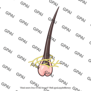 Hair follicle receptor