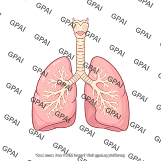 Respiratory system