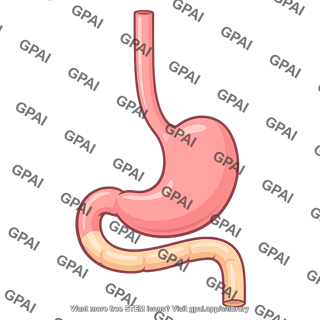Upper gastrointestinal tract