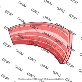 Retina lateral half