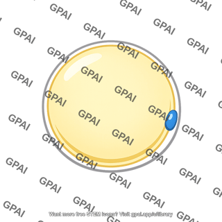 Adipocyte hypertrophic