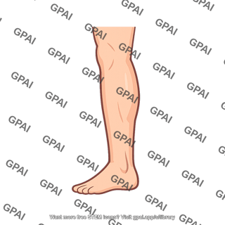 Lower leg