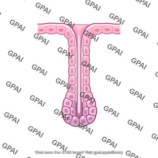 Gastric gland