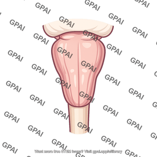 Muscle and tendon