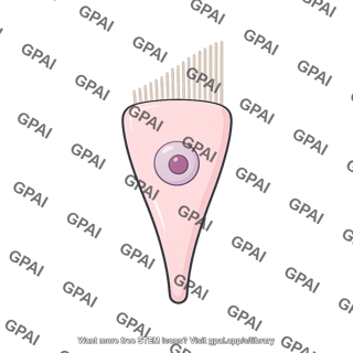 Hair cell with broad apex