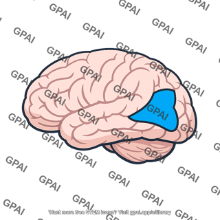 Parieto occipitotemporal cortex
