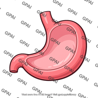 Stomach body