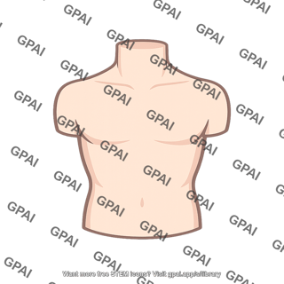 Human torso