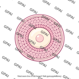 Follicle