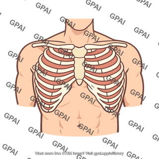Thorax enlarged