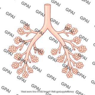 Respiratory tree