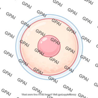 Oocyte