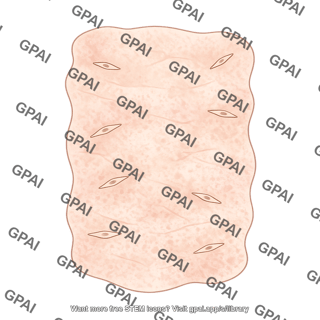 Medullary interstitium