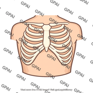 Thorax