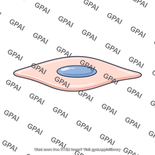 Vascular endothelial cell