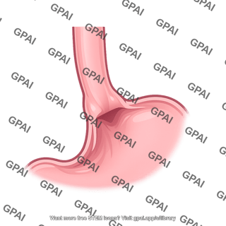 Cardia of stomach