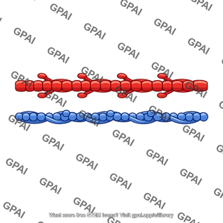 Contractile protein