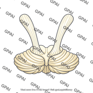 Superior cerebellar peduncle