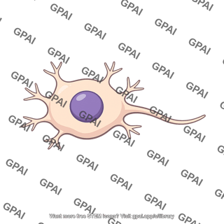 Neuronal cell body